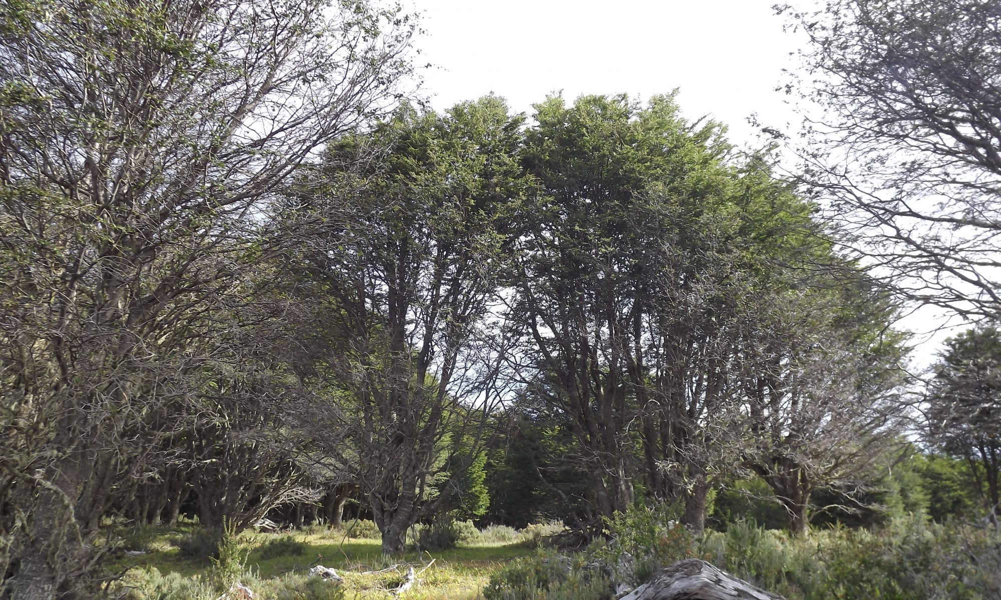 Bosque Tierra del Fuego